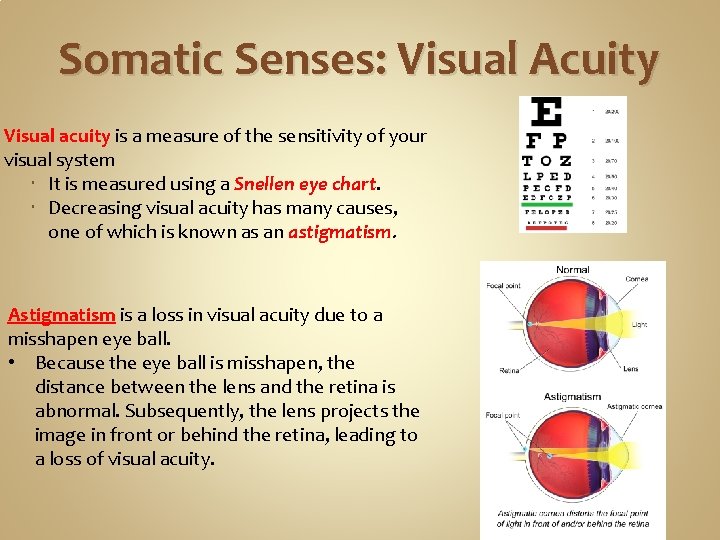 Somatic Senses: Visual Acuity Visual acuity is a measure of the sensitivity of your