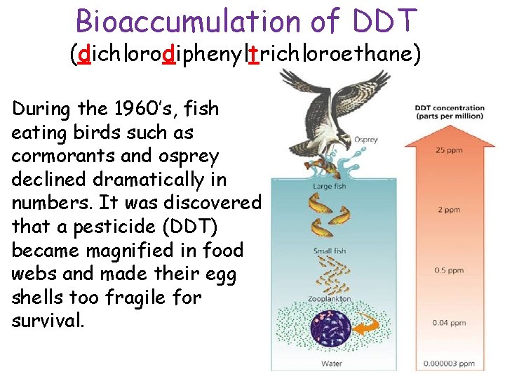 Bioaccumulation of DDT (dichlorodiphenyltrichloroethane) During the 1960’s, fish eating birds such as cormorants and