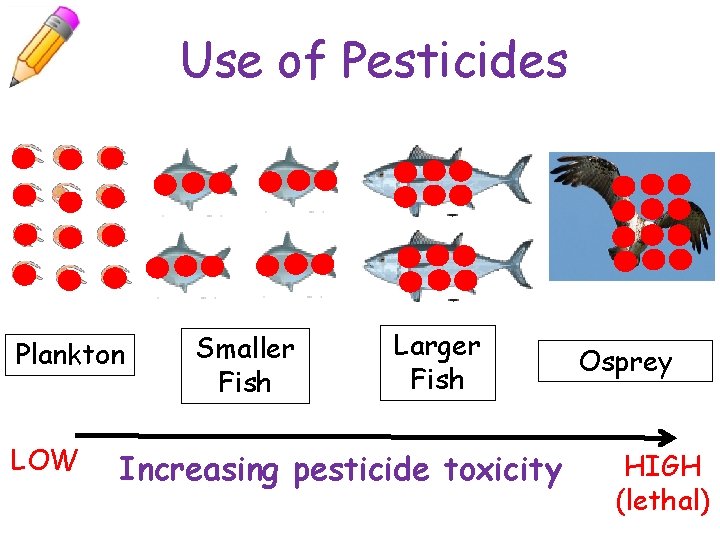 Use of Pesticides Plankton LOW Smaller Fish Larger Fish Increasing pesticide toxicity Osprey HIGH