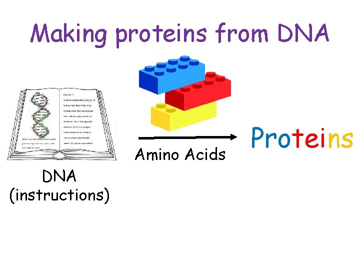 Making proteins from DNA (instructions) Amino Acids Proteins 