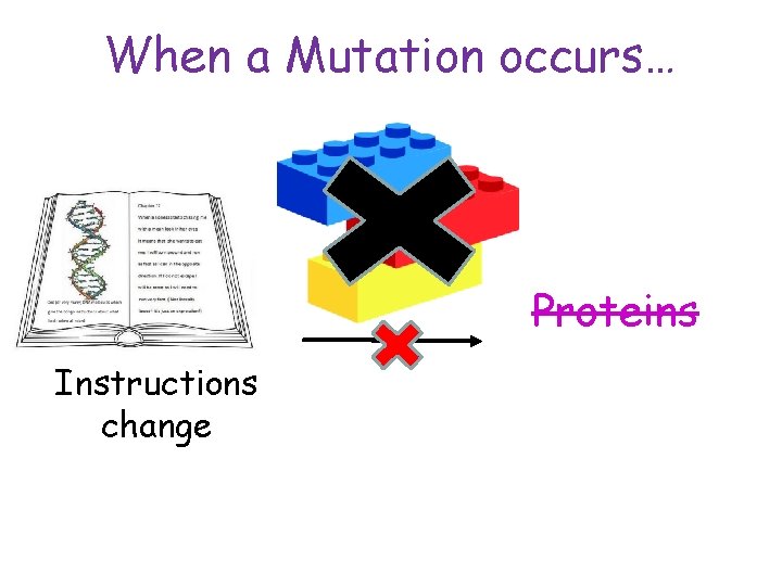 When a Mutation occurs… Proteins Instructions change 