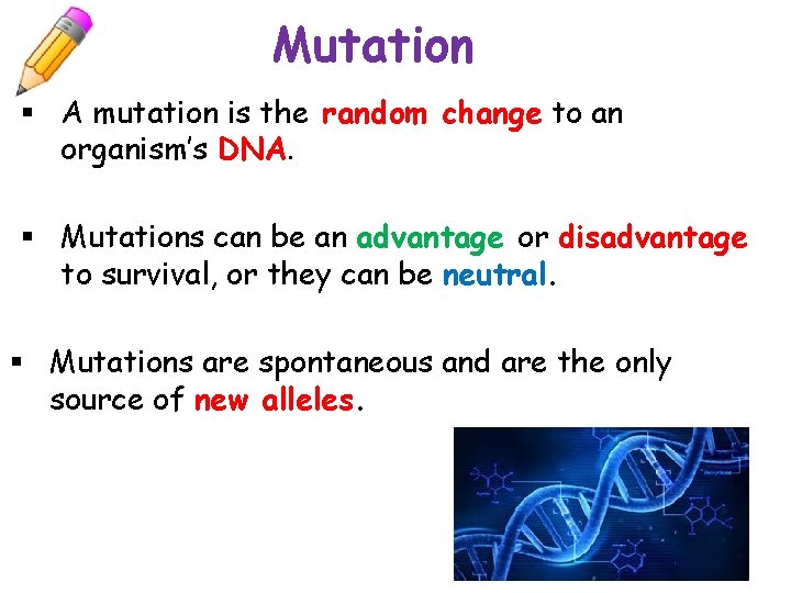 Mutation § A mutation is the random change to an organism’s DNA. § Mutations