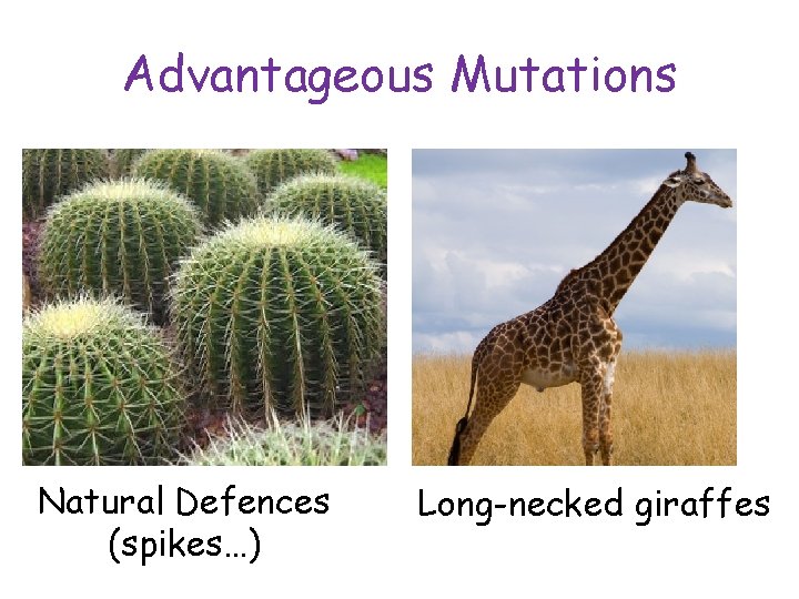 Advantageous Mutations Natural Defences (spikes…) Long-necked giraffes 