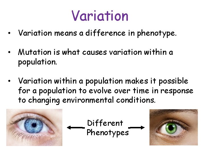 Variation • Variation means a difference in phenotype. • Mutation is what causes variation