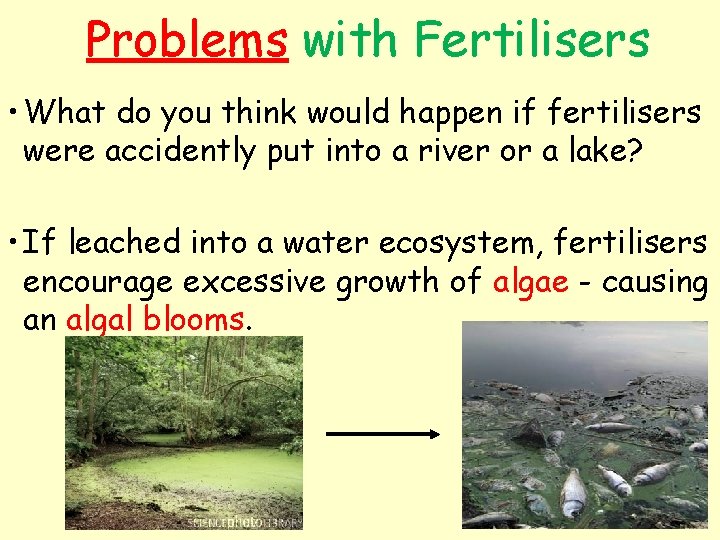 Problems with Fertilisers • What do you think would happen if fertilisers were accidently