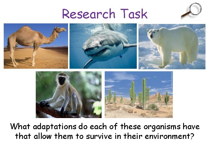 Research Task What adaptations do each of these organisms have that allow them to