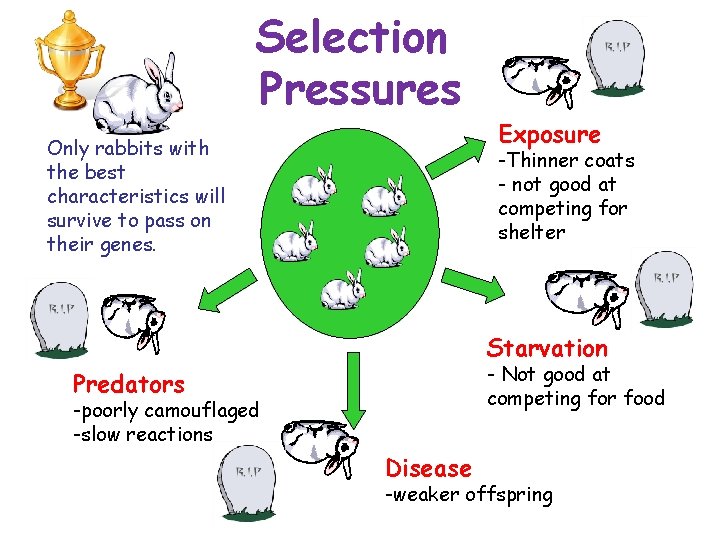 Selection Pressures Only rabbits with the best characteristics will survive to pass on their