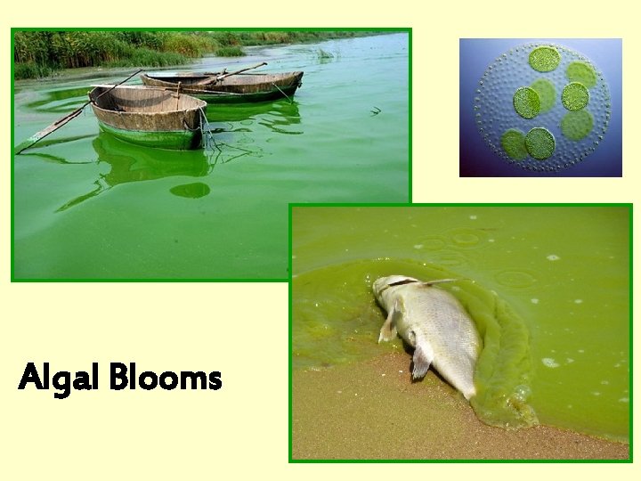 Algal Blooms 