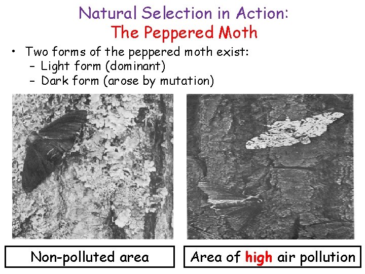 Natural Selection in Action: The Peppered Moth • Two forms of the peppered moth