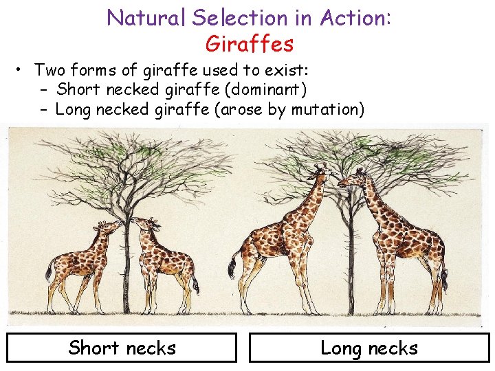 Natural Selection in Action: Giraffes • Two forms of giraffe used to exist: –