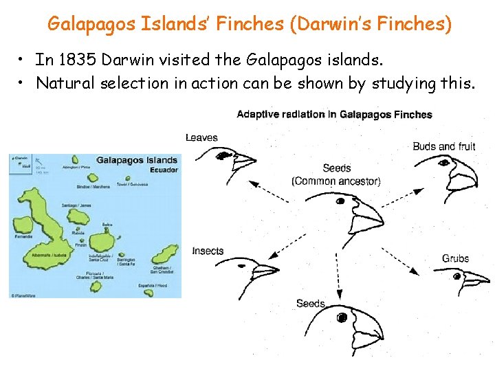Galapagos Islands’ Finches (Darwin’s Finches) • In 1835 Darwin visited the Galapagos islands. •