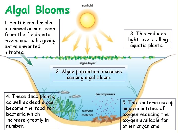 Algal Blooms 1. Fertilisers dissolve in rainwater and leach from the fields into rivers