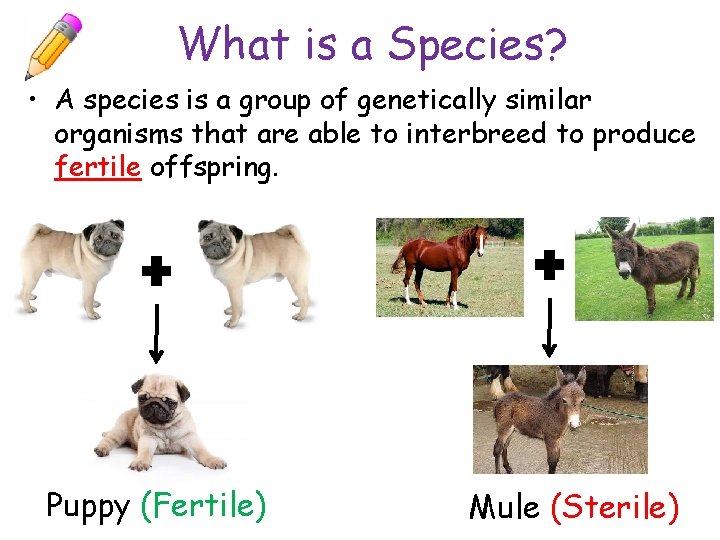 What is a Species? • A species is a group of genetically similar organisms