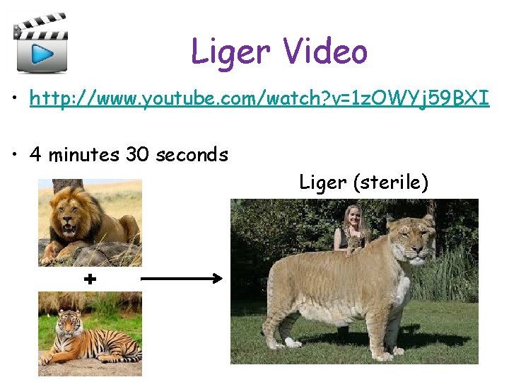 Liger Video • http: //www. youtube. com/watch? v=1 z. OWYj 59 BXI • 4