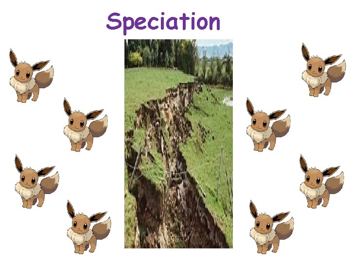 Speciation 