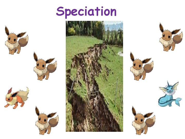 Speciation 