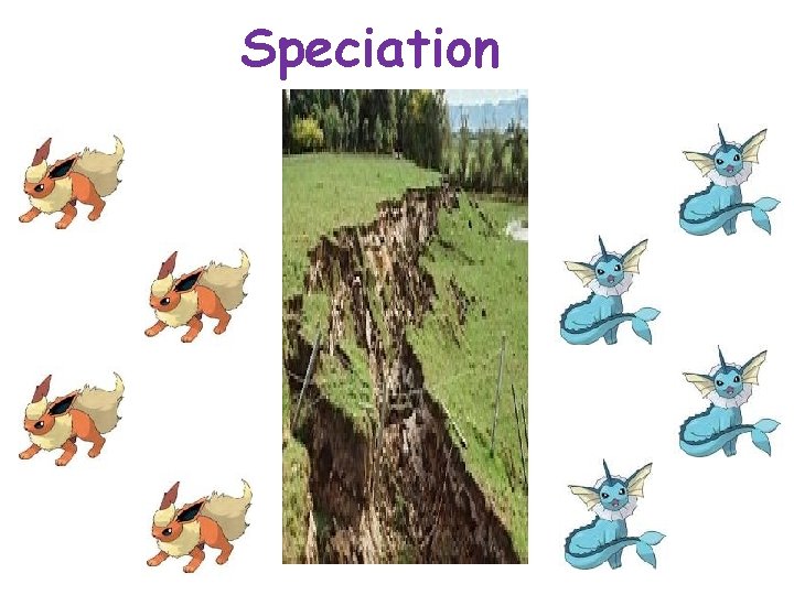 Speciation 