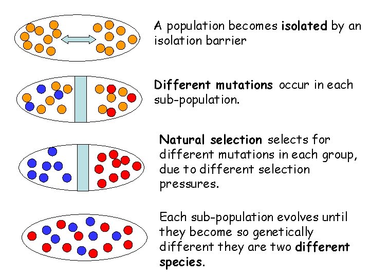 A population becomes isolated by an isolation barrier Different mutations occur in each sub-population.