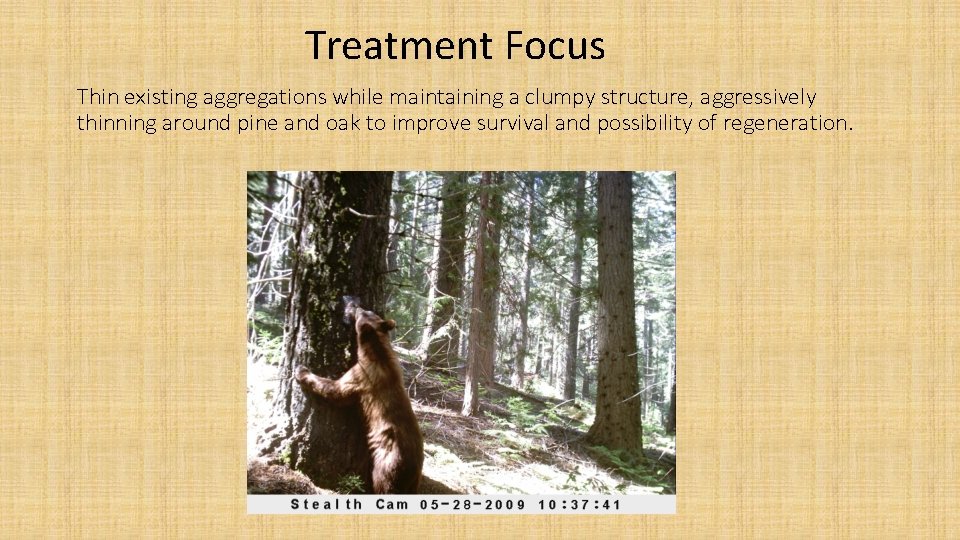 Treatment Focus Thin existing aggregations while maintaining a clumpy structure, aggressively thinning around pine