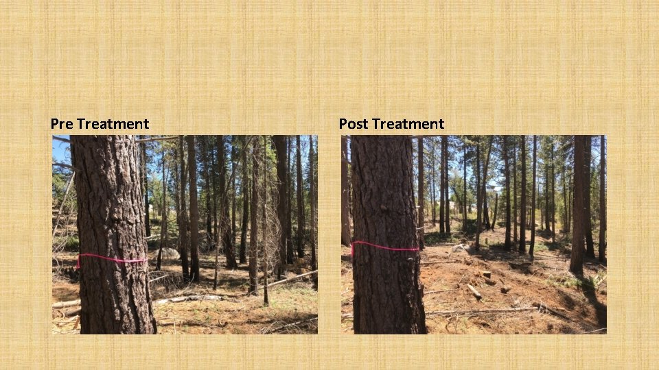 Pre Treatment Post Treatment 