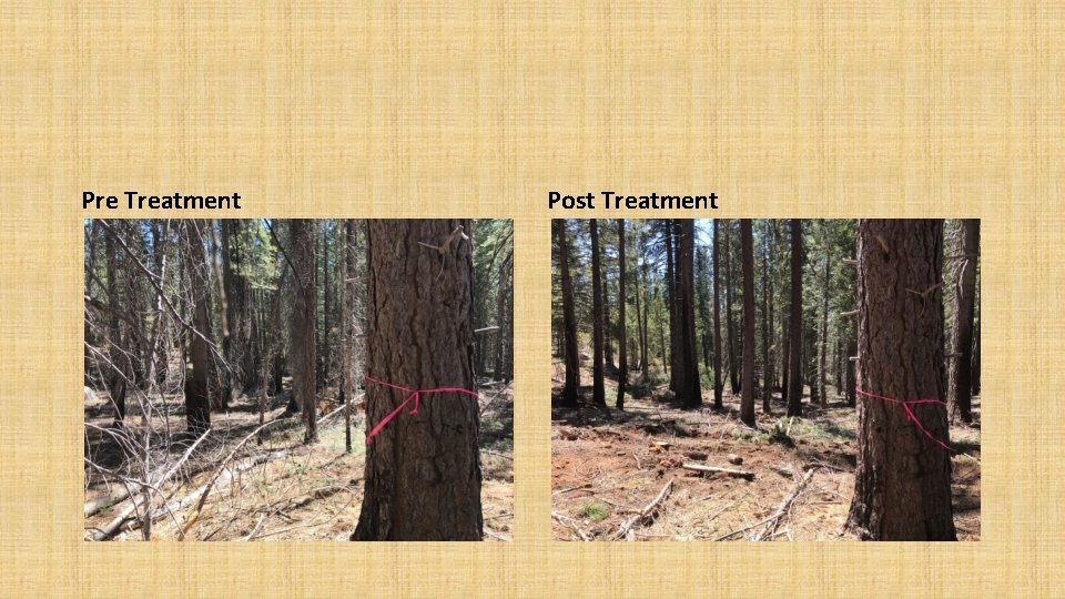 Pre Treatment Post Treatment 