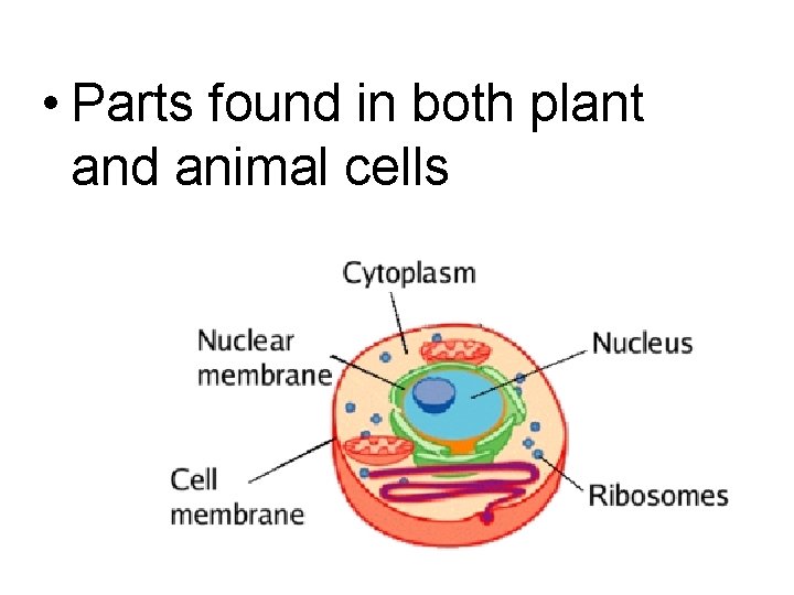  • Parts found in both plant and animal cells 