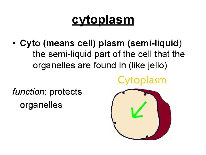 cytoplasm • Cyto (means cell) plasm (semi-liquid) the semi-liquid part of the cell that