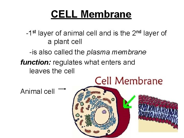 CELL Membrane -1 st layer of animal cell and is the 2 nd layer