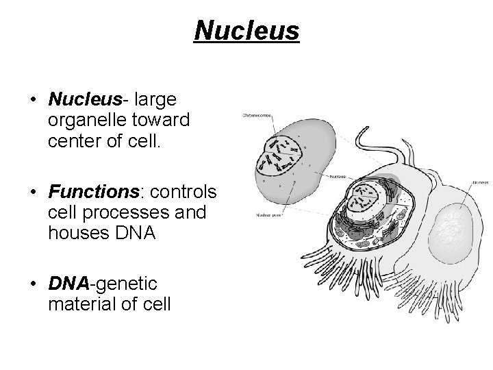 Nucleus • Nucleus- large organelle toward center of cell. • Functions: controls cell processes