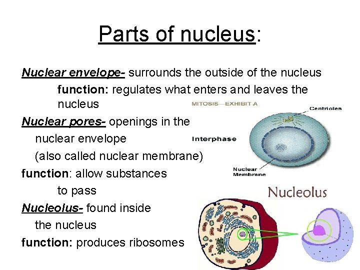Parts of nucleus: Nuclear envelope- surrounds the outside of the nucleus function: regulates what