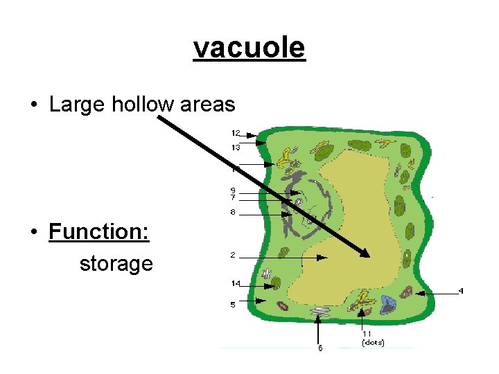 vacuole • Large hollow areas • Function: storage 