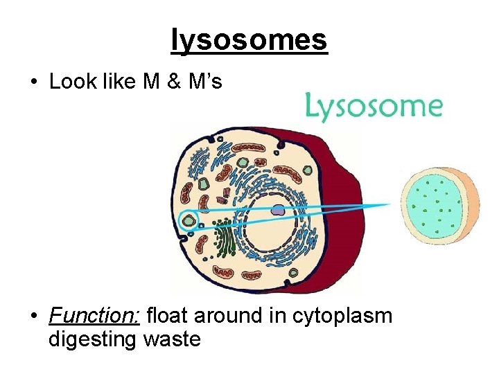 lysosomes • Look like M & M’s • Function: float around in cytoplasm digesting