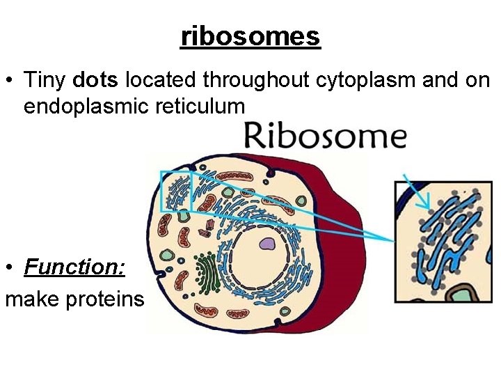 ribosomes • Tiny dots located throughout cytoplasm and on endoplasmic reticulum • Function: make