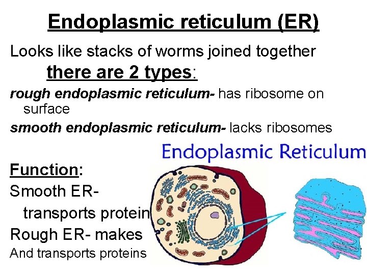 Endoplasmic reticulum (ER) Looks like stacks of worms joined togethere are 2 types: rough