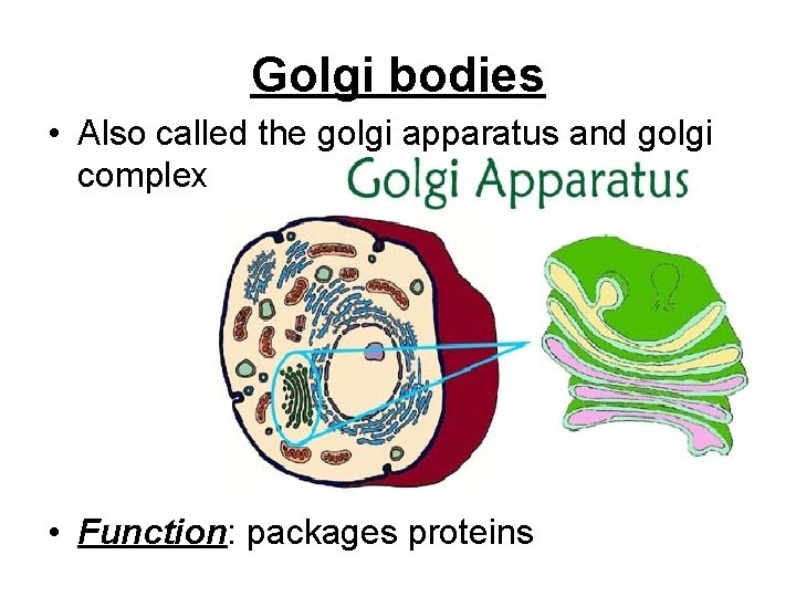 Golgi bodies • Also called the golgi apparatus and golgi complex • Function: packages