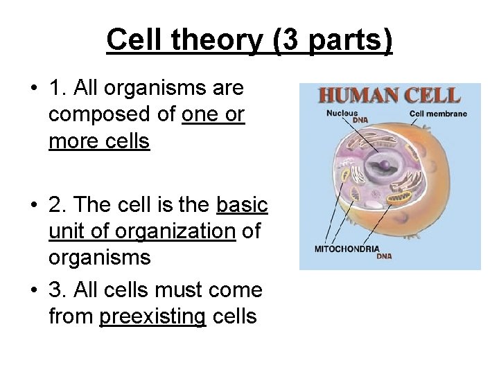Cell theory (3 parts) • 1. All organisms are composed of one or more