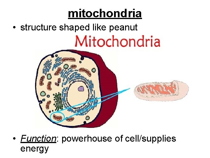 mitochondria • structure shaped like peanut • Function: powerhouse of cell/supplies energy 