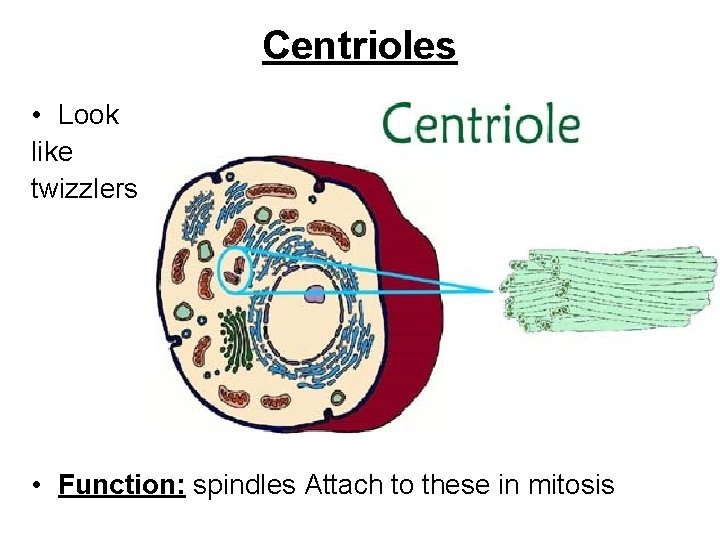 Centrioles • Look like twizzlers • Function: spindles Attach to these in mitosis 