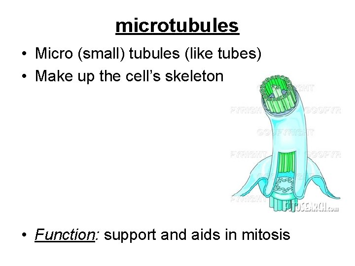 microtubules • Micro (small) tubules (like tubes) • Make up the cell’s skeleton •