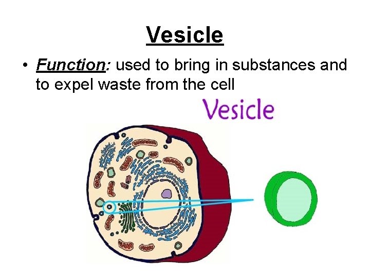 Vesicle • Function: used to bring in substances and to expel waste from the