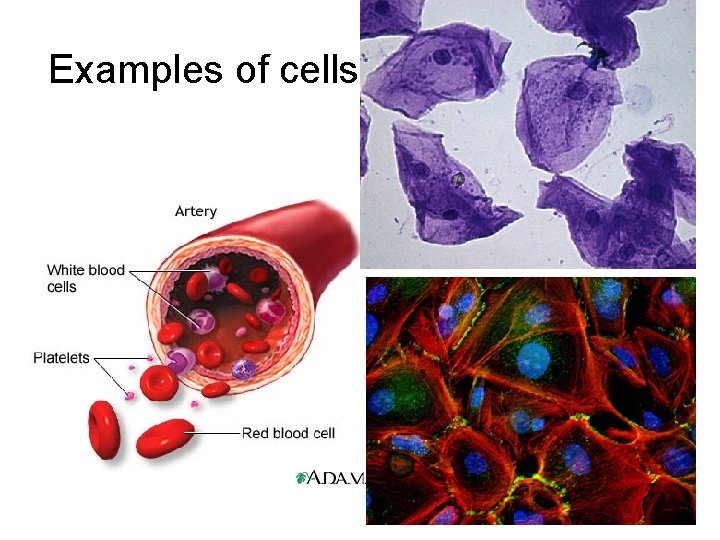 Examples of cells 