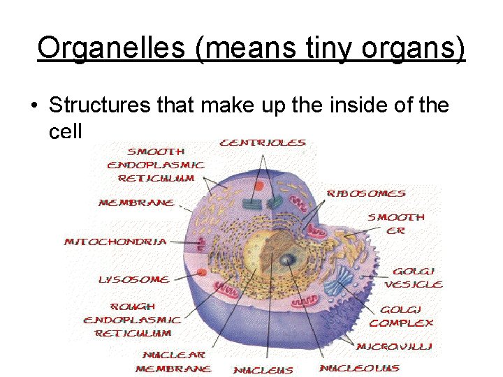 Organelles (means tiny organs) • Structures that make up the inside of the cell