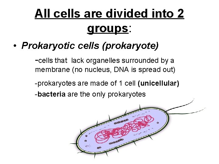 All cells are divided into 2 groups: • Prokaryotic cells (prokaryote) -cells that lack