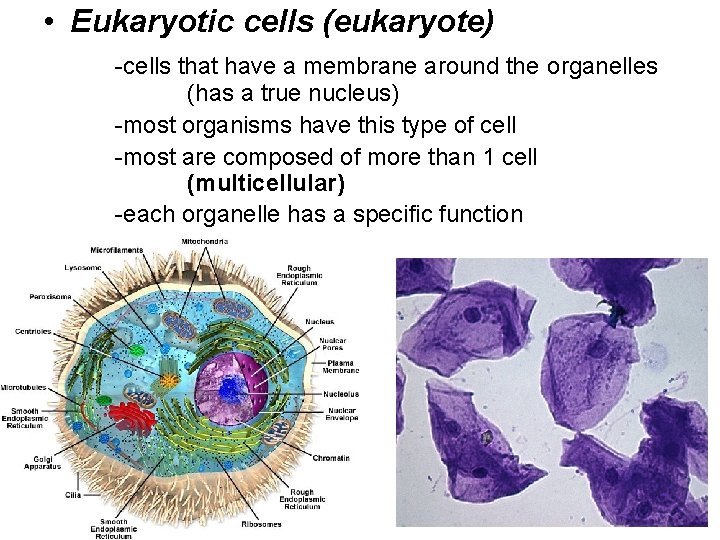  • Eukaryotic cells (eukaryote) -cells that have a membrane around the organelles (has
