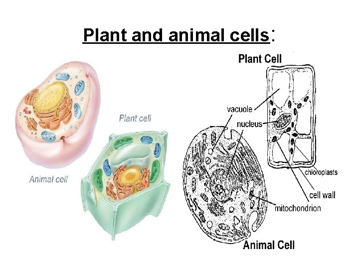Plant and animal cells: 