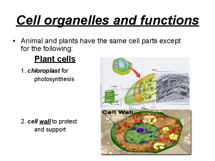 Cell organelles and functions • Animal and plants have the same cell parts except