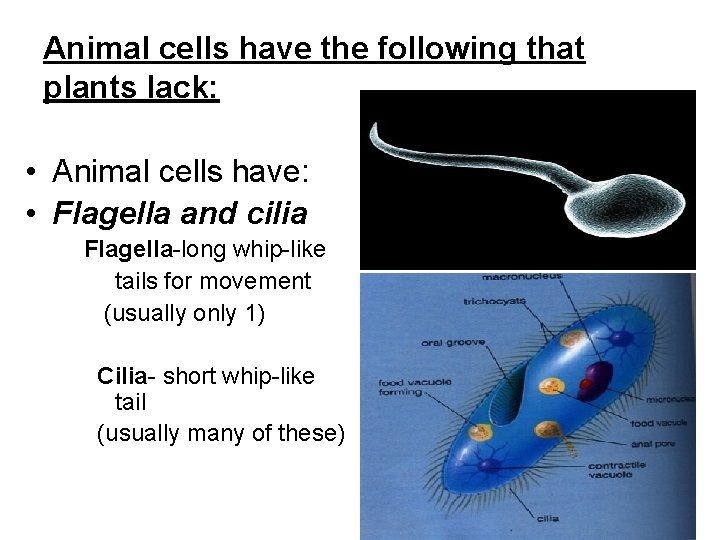 Animal cells have the following that plants lack: • Animal cells have: • Flagella