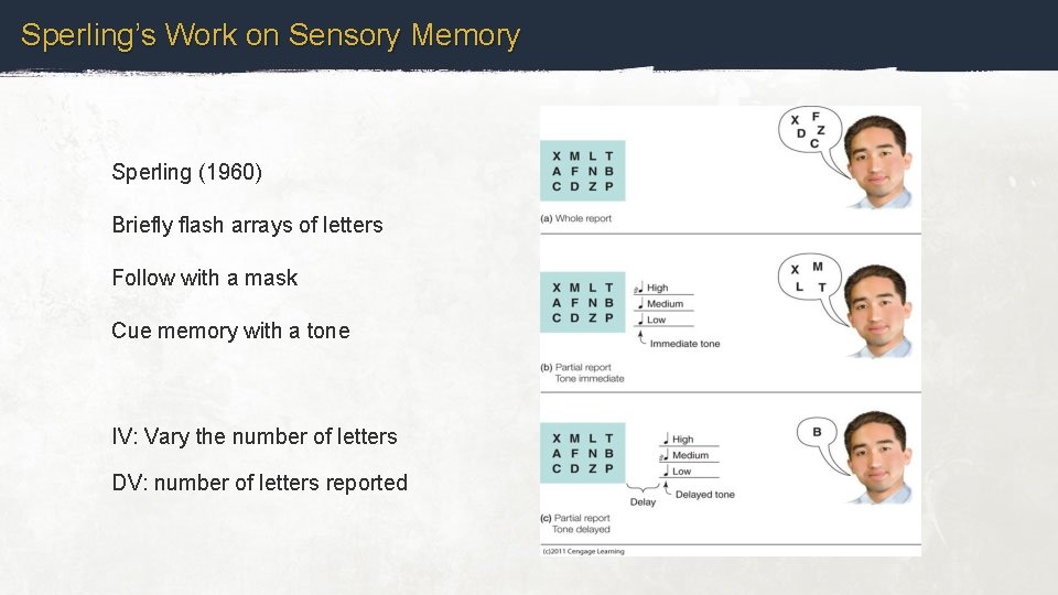 Sperling’s Work on Sensory Memory Sperling (1960) Briefly flash arrays of letters Follow with