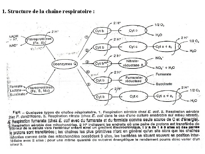 1. Structure de la chaîne respiratoire : 