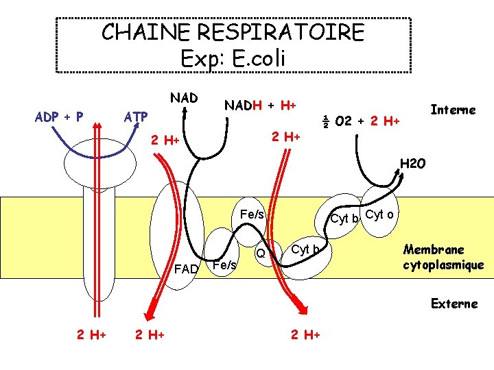 CHAINE RESPIRATOIRE Exp: E. coli NAD ADP + P ATP NADH + H+ 2